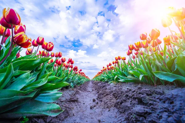 Magische Landschaft mit fantastischen schönen Tulpenfeld in den Niederlanden im Frühling. Blühende bunte holländische Tulpenfelder in einer holländischen Landschaft Holland. Reise- und Urlaubskonzept. — Stockfoto