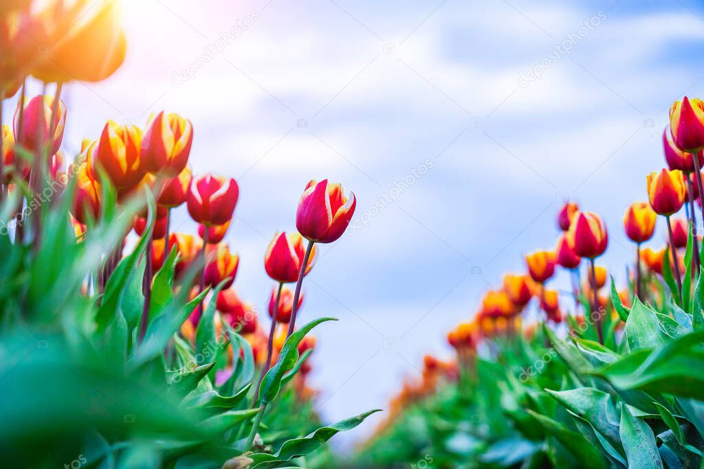 Magical landscape with fantastic beautiful tulips field in Netherlands on spring. Blooming multicolor dutch tulip fields in a dutch landscape Holland. Travel and vacation concept.