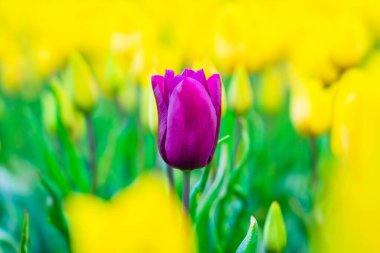 Baharda Hollanda 'da muhteşem lale tarlaları olan sihirli bir manzara. Hollanda 'nın Hollanda manzarasında çok renkli lale tarlaları açıyor. Seyahat ve tatil kavramı.