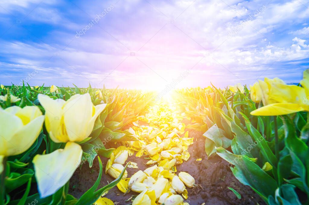 Magical landscape with fantastic beautiful tulips field in Netherlands on spring. Blooming multicolor dutch tulip fields in a dutch landscape Holland. Travel and vacation concept.