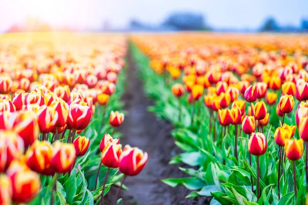 Magische Landschaft mit fantastischen schönen Tulpenfeld in den Niederlanden im Frühling. Blühende bunte holländische Tulpenfelder in einer holländischen Landschaft Holland. Reise- und Urlaubskonzept. — Stockfoto