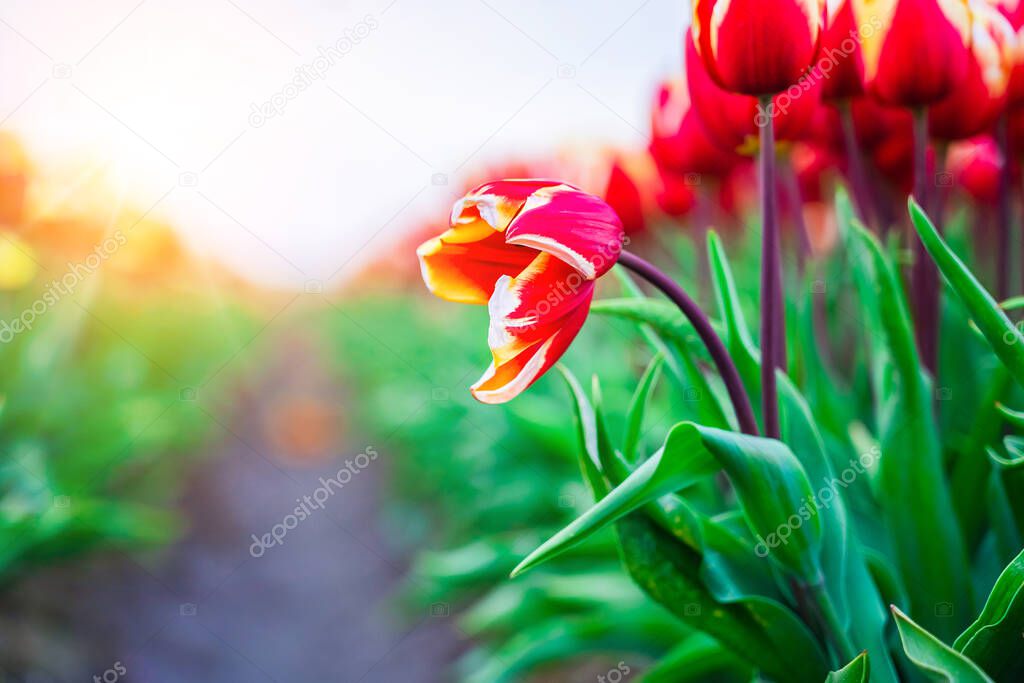 Magical landscape with fantastic beautiful tulips field in Netherlands on spring. Blooming multicolor dutch tulip fields in a dutch landscape Holland. Travel and vacation concept.