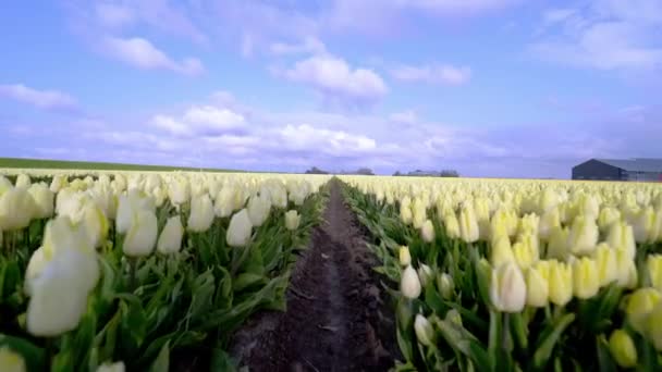 春にオランダで素晴らしい美しいチューリップ畑と魔法の風景。オランダの風景の中に多色のオランダのチューリップ畑を咲かせます。旅行と休暇のコンセプト. — ストック動画