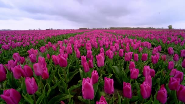 Paisaje mágico con fantástico campo de hermosos tulipanes en Holanda en primavera. Florecientes campos de tulipanes holandeses multicolores en un paisaje holandés Holanda. Concepto de viajes y vacaciones. — Vídeos de Stock