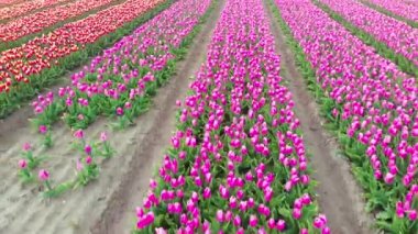 4k Hava Aracı baharda Hollanda 'da çok güzel lale tarlaları olan sihirli bir arazide uçuyor. Hollanda 'daki Hollanda' nın çok renkli lale tarlalarında insansız hava aracı görüntüsü. Seyahat tatili kavramı .