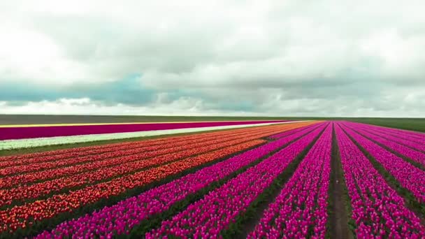 4k Lotnicze drony latające Wiosną magiczny krajobraz z pięknym polem tulipanów w Holandii. Widok drona Kwitnące wielobarwne holenderskie pola tulipanów w holenderskim krajobrazie Holandia. Koncepcja wakacji . — Wideo stockowe