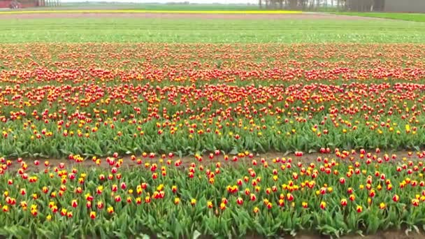 4k Aerial drone flying Magical landscape with beautiful tulips field in Netherlands on spring. Drone view Blooming multicolor dutch tulip fields in dutch landscape Holland. Travel vacation concept . — Stok video