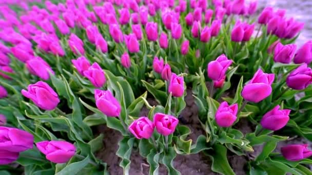 Magische Landschaft Mit Fantastischen Schönen Tulpenfeld Den Niederlanden Frühling Blühende — Stockvideo