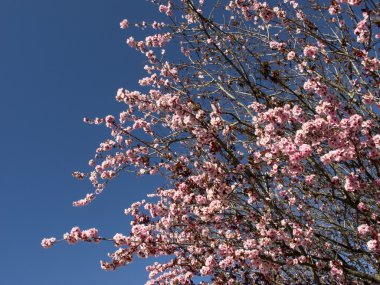 Bahar ağacında kiraz çiçeği