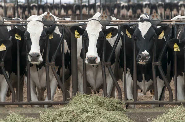 Vaches dans une ferme laitière — Photo