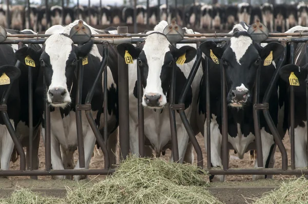 Kor på en mjölkgård Stockbild