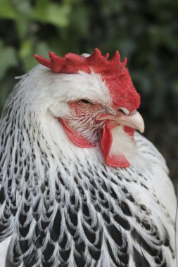Kırmızı horoz