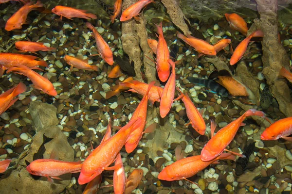 Κόκκινο μικρό αλιεύει σε νερό το κάτοψη — Φωτογραφία Αρχείου