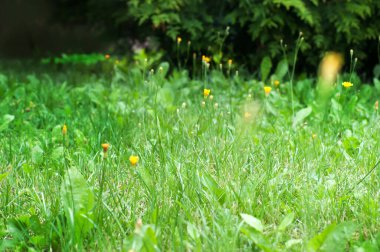 Green grass summer day background