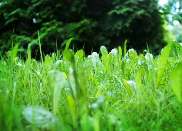 Πράσινο Γρασίδι Φόντο Ημέρα Του Καλοκαιριού — Φωτογραφία Αρχείου
