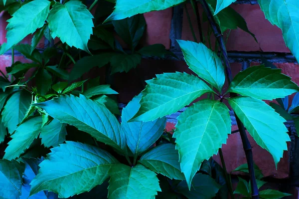 Contrasting Deep Green Background Ivy Leaves — Zdjęcie stockowe