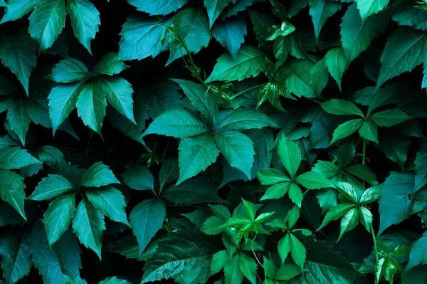 Contrasting Deep Green Background Ivy Leaves — Foto Stock