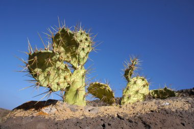 Kaya, Kanarya Adaları, fuerteventura üzerinde büyüyen opuntia.