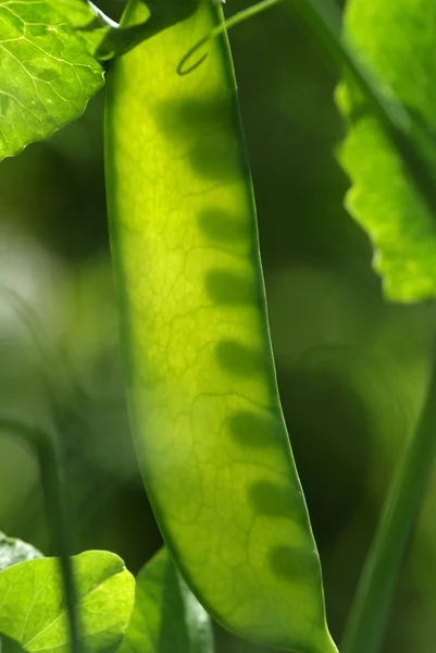 Unga ecologic gröna ärter — Stockfoto