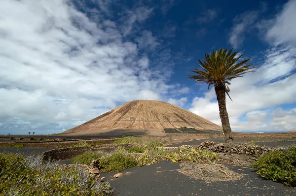 Sopka zemědělské krajině Lanzarote — Stock fotografie