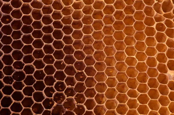 Fond en nid d'abeille — Photo