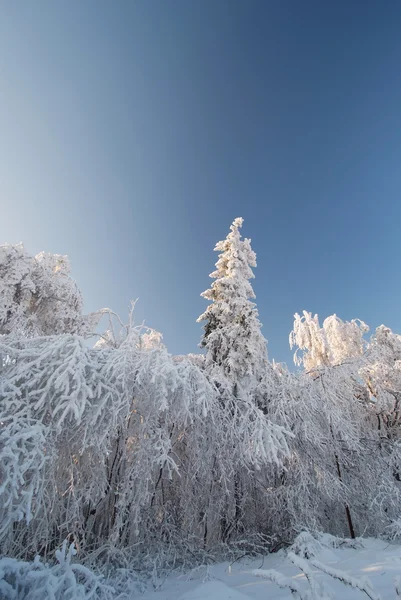 The old fir & oak trees covered with a thick layer of rime in Oj — Stock Photo, Image