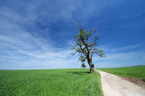 Solitary old oak tree growing along the road among fields in lat Royalty Free Stock Photos
