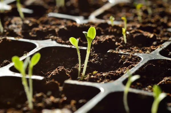 Gartenarbeit. Junge Sprossen wachsen im Vermehrer — Stockfoto