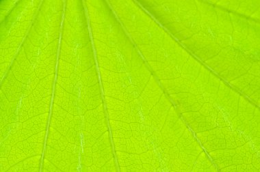 çam ormanı içinde güneşli gün