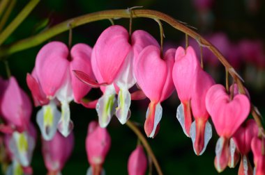 Pembe çiçek. lamprocapnos spectabilis (formerly dicentra spectabilis) - bahar bahçe içinde kanama kalp.