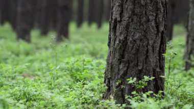 Bahar çam ormanı. groundcover. 1080p full hd.
