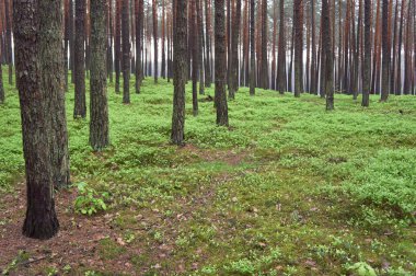 çam ormanı. bahar zamanı.
