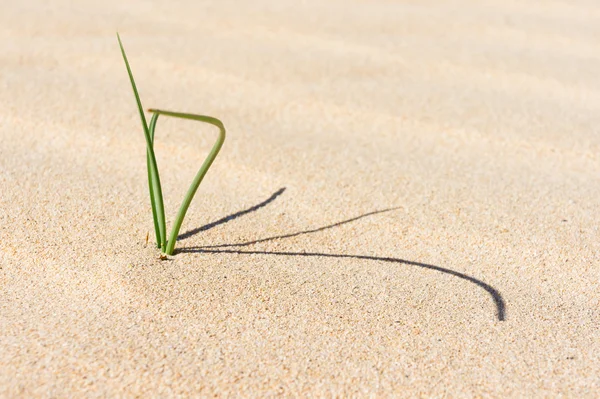 Suculenta en la arena. Dunas en Fuerteventura . — Foto de Stock