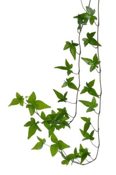 Ivy vloeien voort geïsoleerd op witte achtergrond. — Stockfoto
