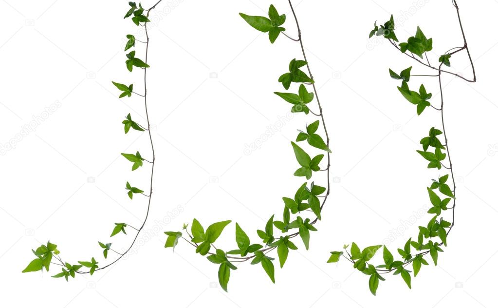 Set of ivy stems isolated over white.