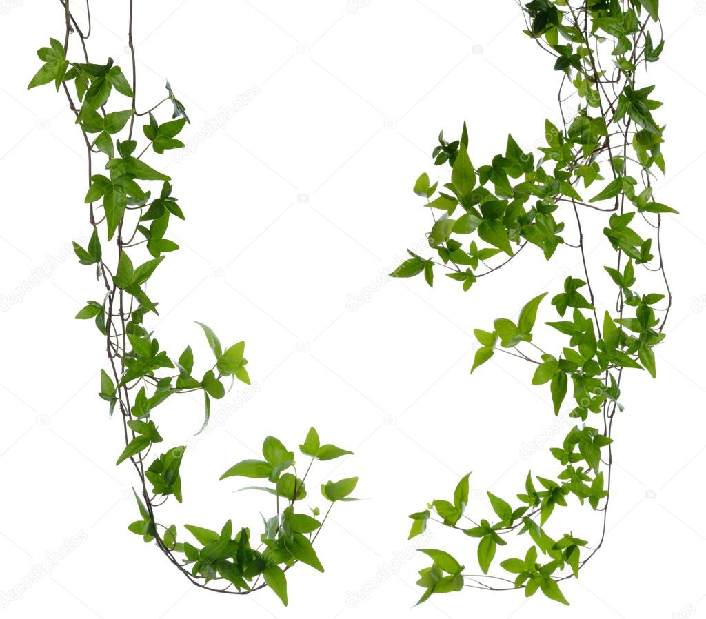 Set of two Ivy stems isolated over white.