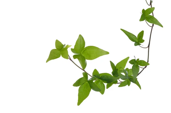 Gröna ivy anläggningen isolerad. — Stockfoto