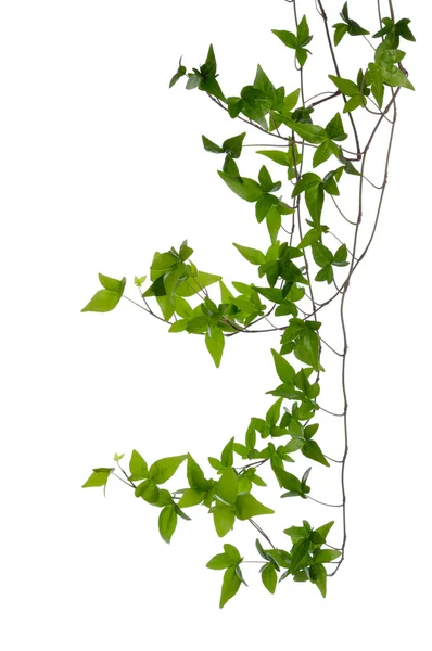Few Ivy stems isolated over white. — Stock Photo, Image