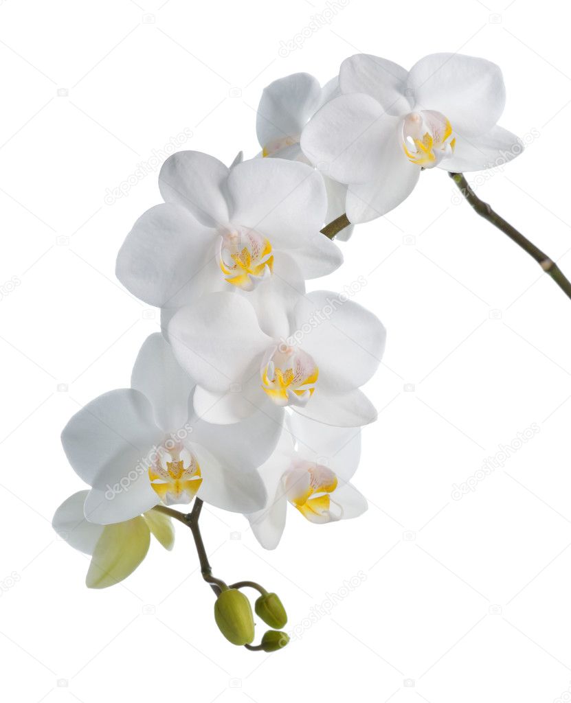 Orquídea branca isolada em branco. — Foto © geo-grafika #44244551, image size:831x1024