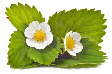 çilek çiçekler ve yapraklar izole.