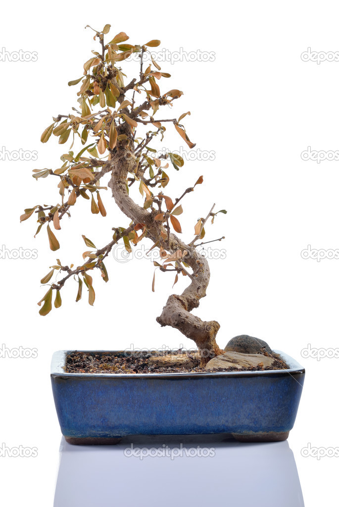 Dead plant (Carmona) in a bonsai pot isolated.