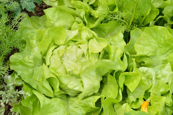 Close-up of lettuce in an organic garden. — Stock Photo, Image