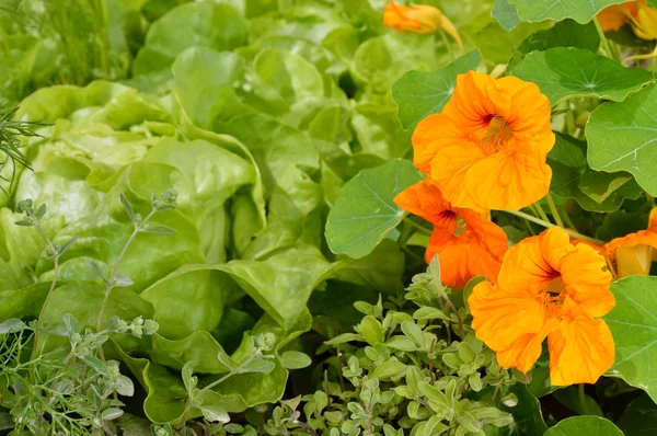 Edible plants in an organic garden. — Stock Photo, Image