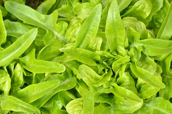 Close-up of green, fresh oakleaf lettuce. — Stock Photo, Image