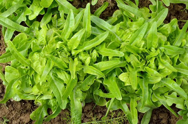 Két zöld, friss oakleaf saláta. — Stock Fotó