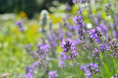Close-Up blooming lavanta çiçeği.