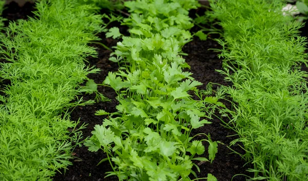 Färska Örter Koriander Coriandrum Sativum Och Dill Anethum Graveolens Som — Stockfoto