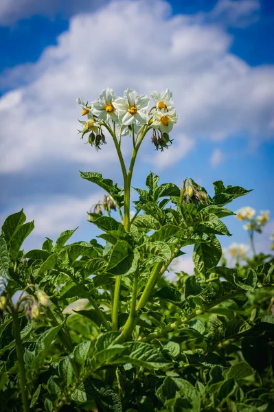 土豆花 在蓝天背景下的马铃薯田里盛开的马铃薯植物 关闭Solanum Tuberosum — 图库照片