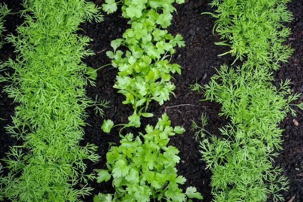 Свежие Травы Кориандр Coriandrum Sativum Укроп Anethum Graveolens Растущие Травяном — стоковое фото