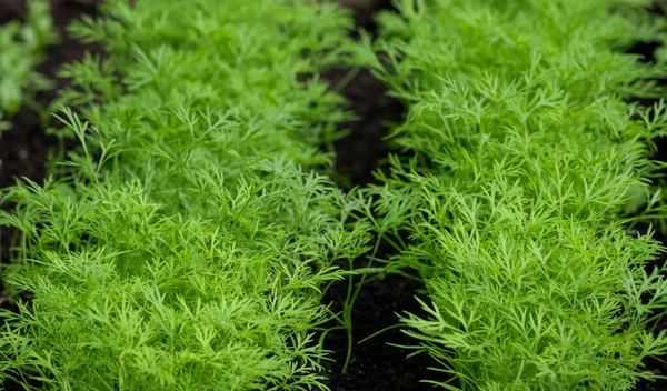 Fresh Dill Anethum Graveolens Growing Herb Patch Close Lush Dill — Stock Photo, Image